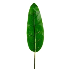 Bird Of Paradise Leaf