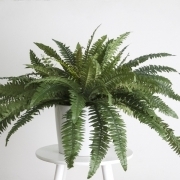 Boston Fern Plant 2