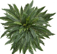 Boston Fern Plant 3