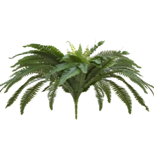 Boston Fern Plant