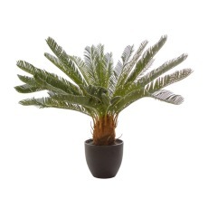 Cycas Palm Pot Plant 