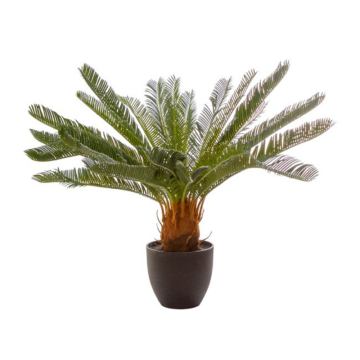 cycus palm pot plant