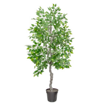 Ficus Tree