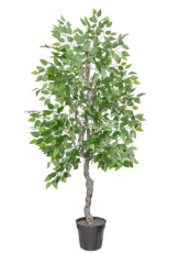 Ficus Tree