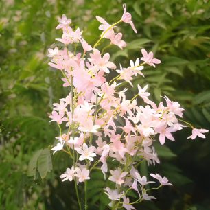 pink orchid spray flower branch