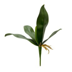 Orchid Spray Leaf