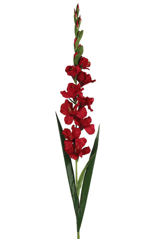 Gladioli Red