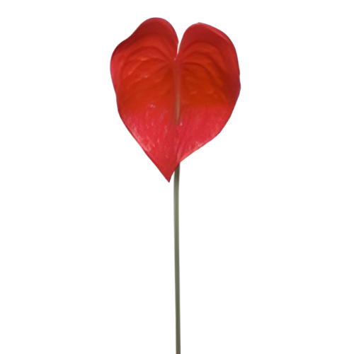 red anthurium flower leaf