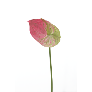 pink and green anthurium flower