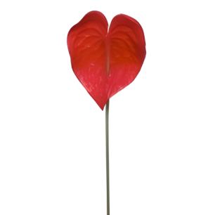 red anthurium flower leaf