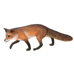 Fox 