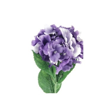 Hydrangea Flower 3