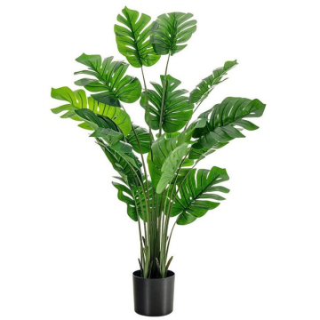 monstera pot plant