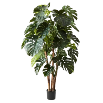Monstera Pot Plant 