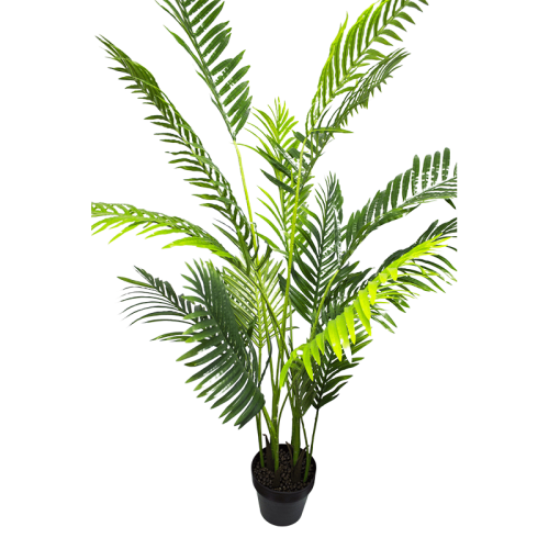 Areca Palm Pot Plant 3