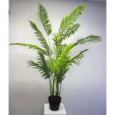 Areca Palm Pot Plant 2