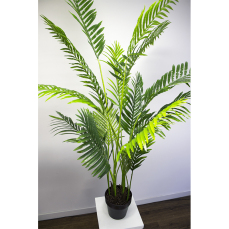 Areca Palm Pot Plant 3