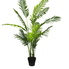 Areca Palm Pot Plant