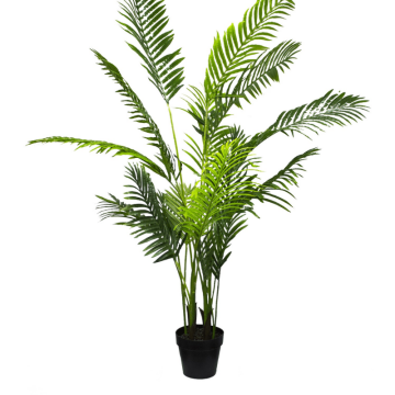 Areca Palm Pot Plant