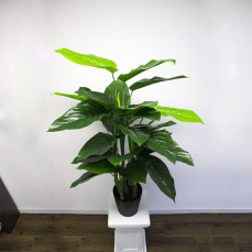 Philodendron Pot Plant 3