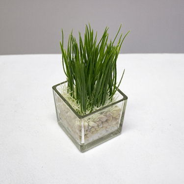 Water Grass Pot 3