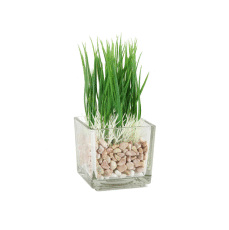 Water Grass Pot