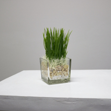 Water Grass Pot 2