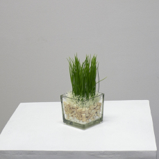 Water Grass Pot 4