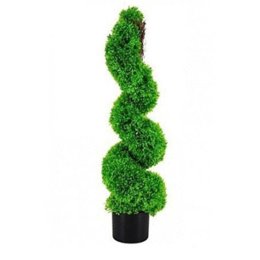 Boxwood Spiral Tree