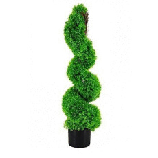 Boxwood Spiral Tree