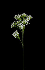 Baby's Breath 2