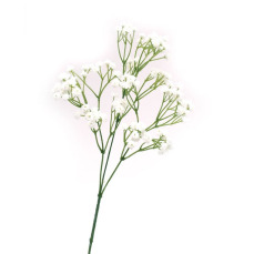 Baby's Breath