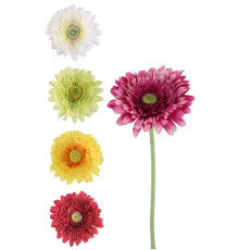 Gerbera Flower