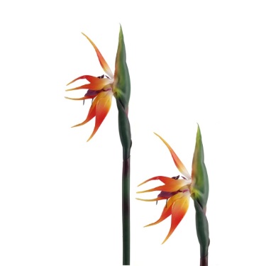 Bird of Paradise