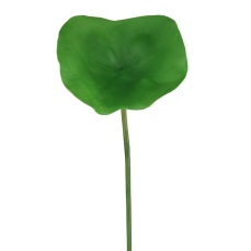 Lotus Leaf