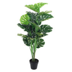 Monsteria Leaf Pot Plant