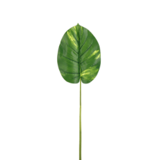 Pothos Leaf