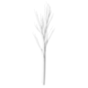 Plain White Branch
