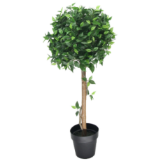 Ficus Round Tree 