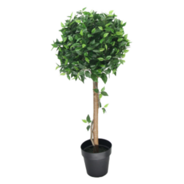 ficus ball topiary tree