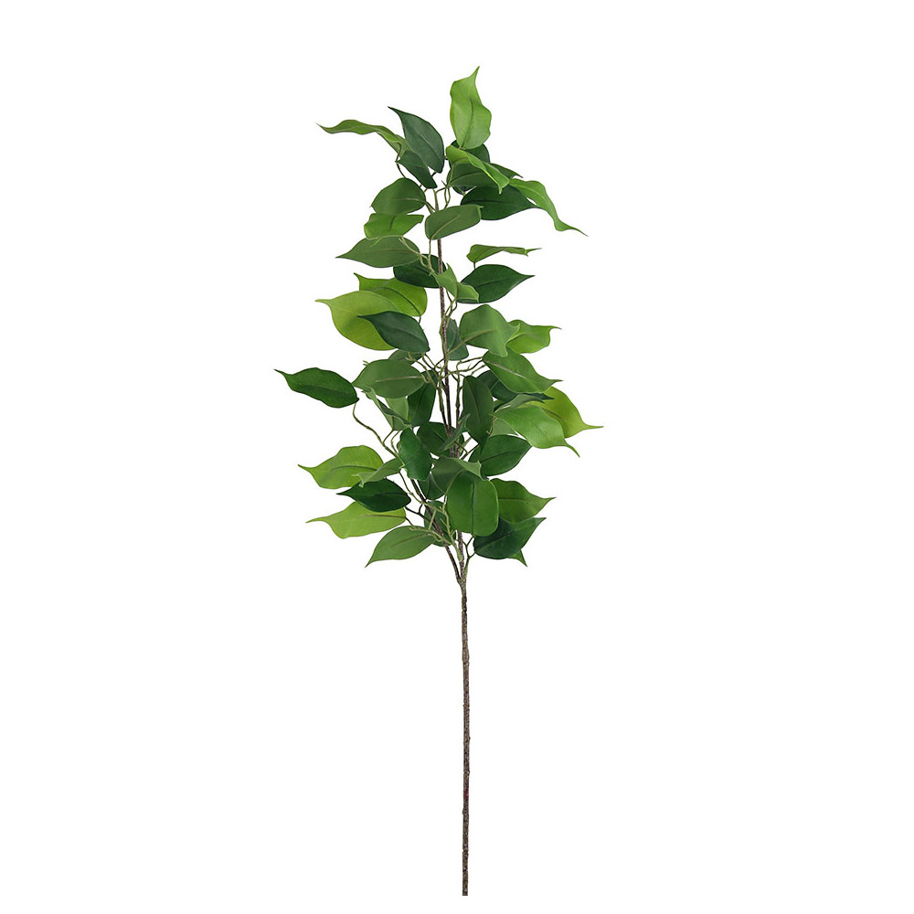 Ficus Spray Leaf