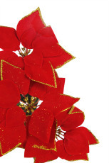 5 Head Poinsettia Spray 2